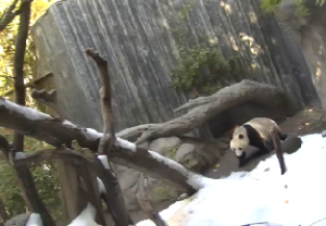 pandacam