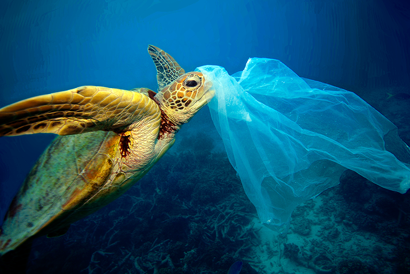 Turtle with Plastic Bag MatterMasters