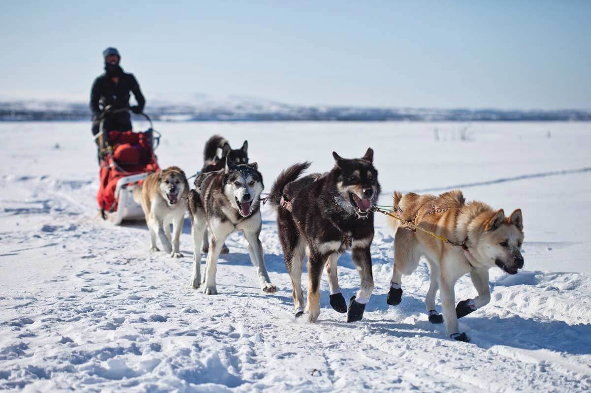 dog-dies-2017-iditarod